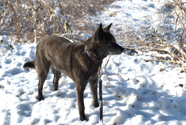甲斐犬の基本情報