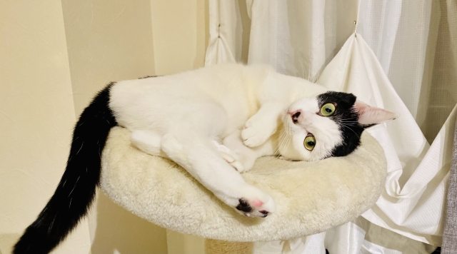 まとめ｜猫を飼えなくなったときは早めの相談が重要