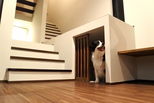 賃貸でも適切な床対策で犬と快適に暮らそう