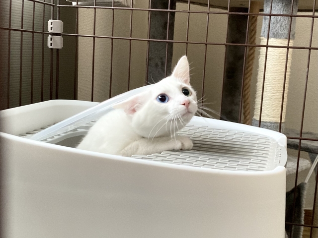 猫のおしっこ回数が多いときに考えられる原因