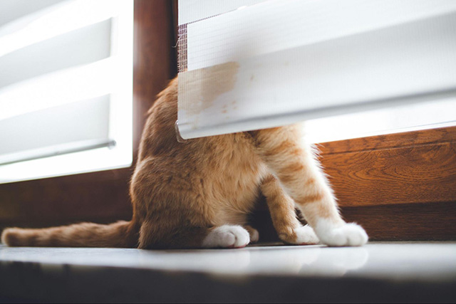 猫のいる家でブラインドを選ぶときのポイント