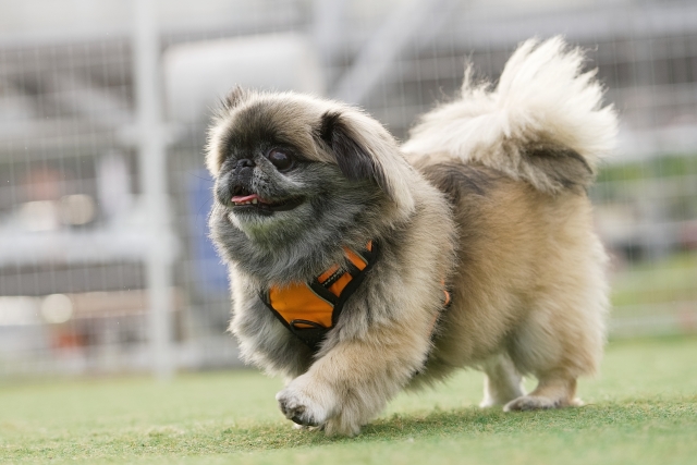 ペキニーズにトリミングは必要！被毛の特徴とケアの重要性