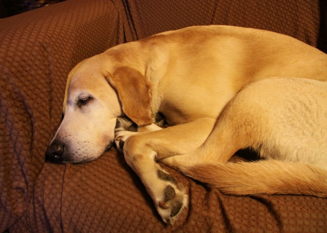夜も安心して過ごせる老犬の住環境を整えよう