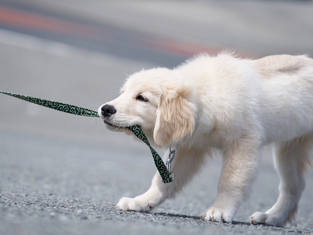 大型犬に頑丈なベッドが必要な理由
