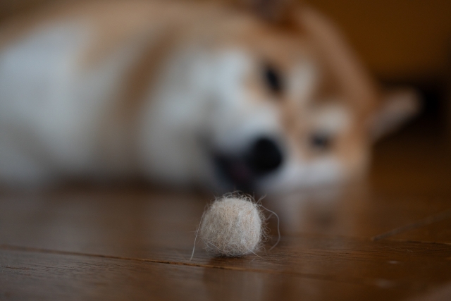 愛犬の秋の抜け毛・換毛期に関するよくある質問