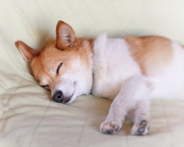 ミックス犬・雑種犬と暮らすための環境づくり