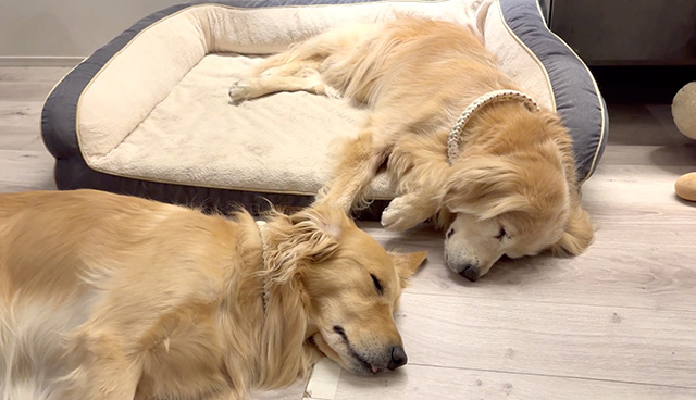 犬は床でゆったり過ごす。