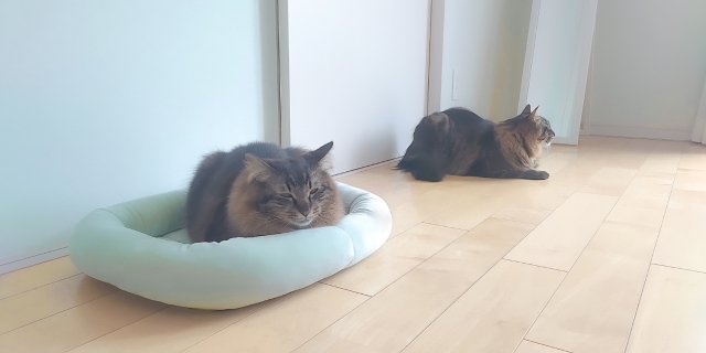 マット以外で併用したい猫の夏の環境づくり