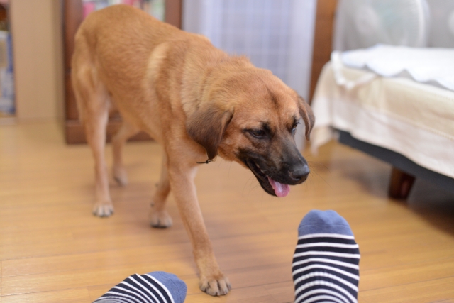 フローリングで犬の爪の音が鳴るのは自然なこと