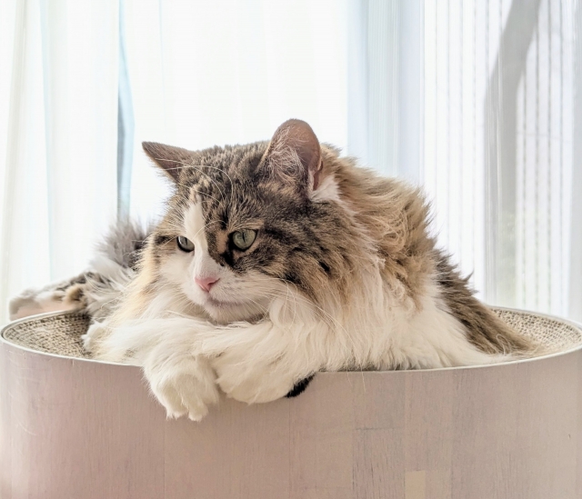 サイベリアンにキャットタワーが必要な理由