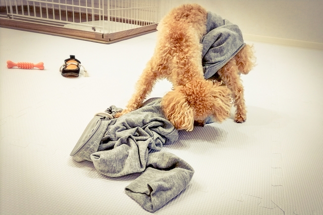 犬の興奮は「悪いこと」ではなく「成長途中のサイン」