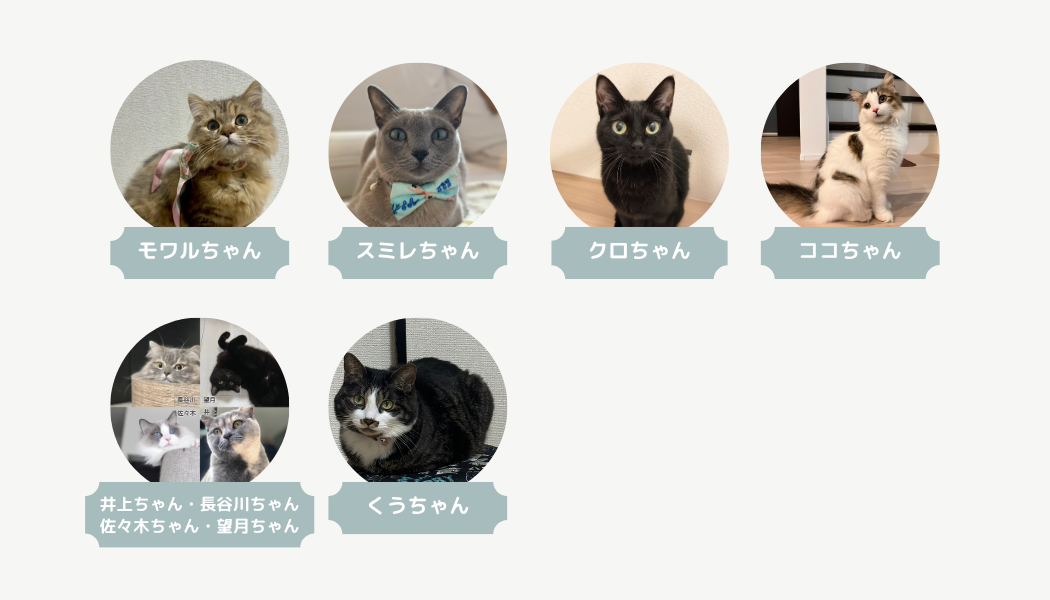 部員紹介|猫とのくらし部