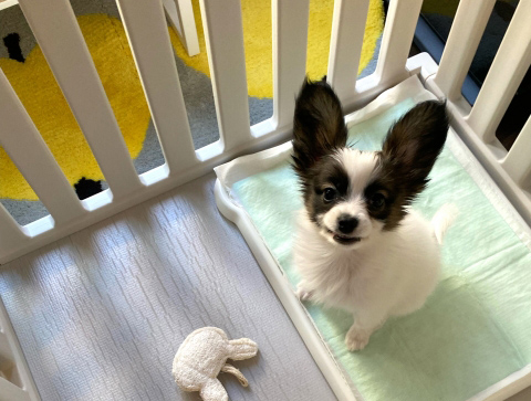 パピヨンが飼いやすいと言われる5つの理由