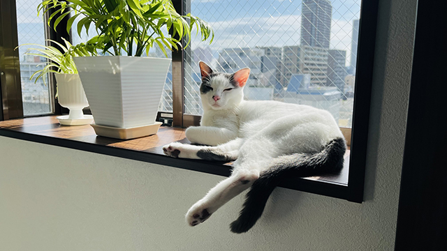 猫に上下運動が必要な理由|本能・健康・ストレスの観点から解説