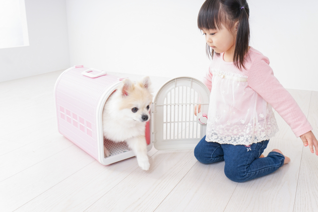 ミックス犬のしつけが難しいといわれる理由
