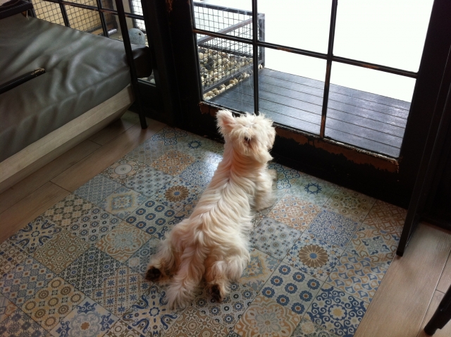 犬が安心して留守番できる住環境を整えよう
