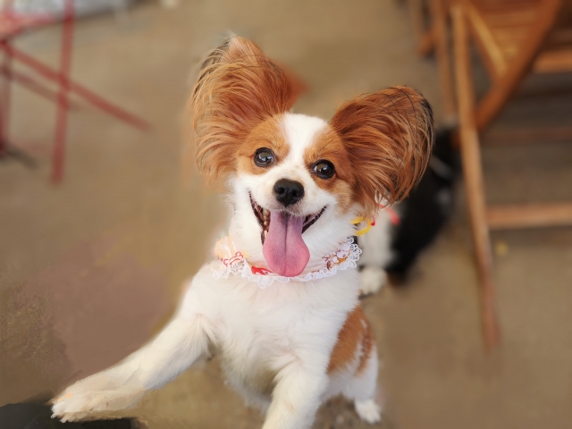 パピヨンを飼うのに向いている人・向いていない人