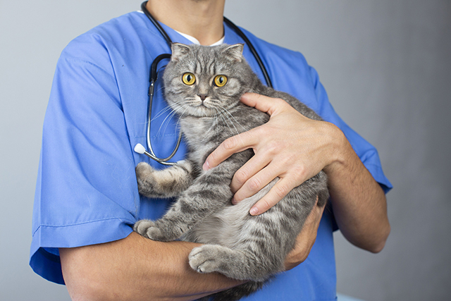 猫の関節炎に関するよくある質問（FAQ）