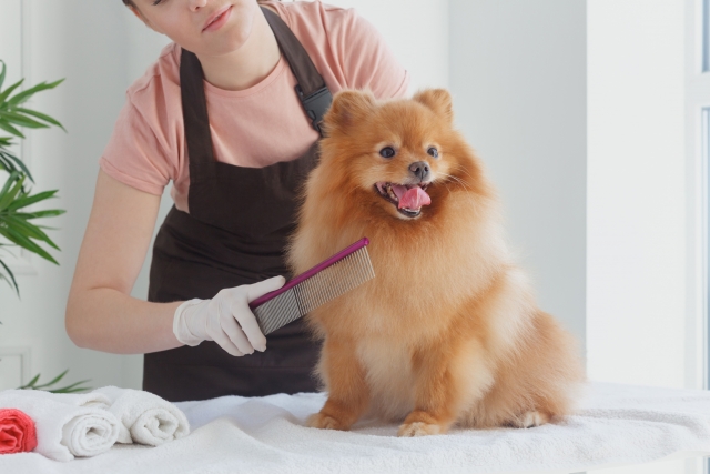 固まった犬の毛玉は自宅で取れる？見極め方と対処法