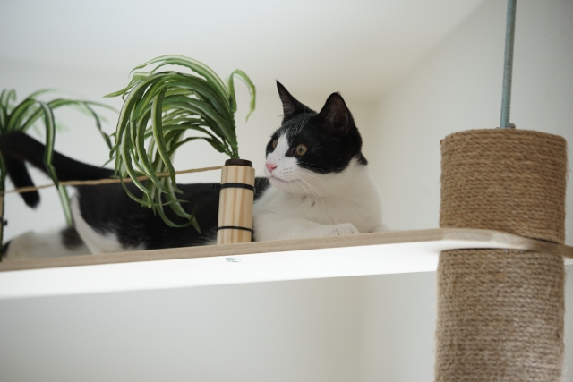 ワンルームでも猫の飼育は可能｜レイアウトは広さより「高さ」を重視