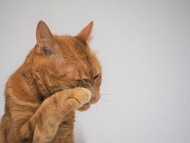 猫が耳をかゆがる主な原因