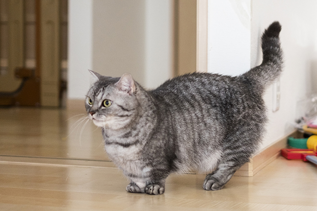 猫が床やフローリングで滑る・転ぶ原因