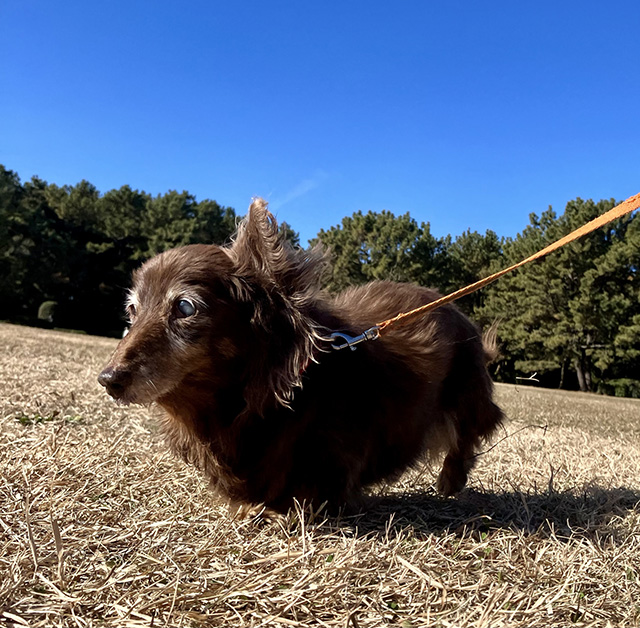 老犬のケガやストレスは防げる？住環境を整えるメリット