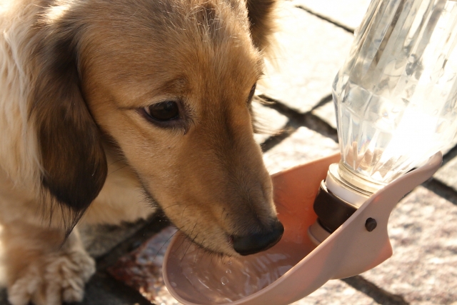 犬は冬でも水分補給が必要?