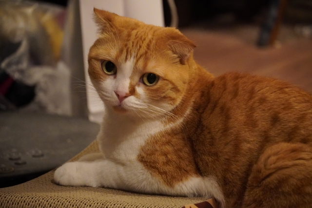 スコティッシュ・フォールドはどんな猫？