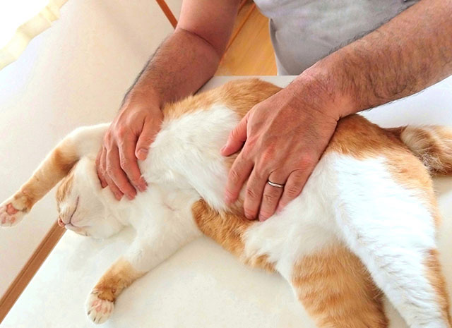 猫の便秘を防ぐために日頃からできること