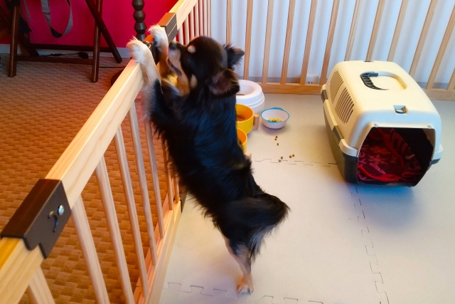 愛犬に合ったサークルの選び方！大きさや素材など4つの基準