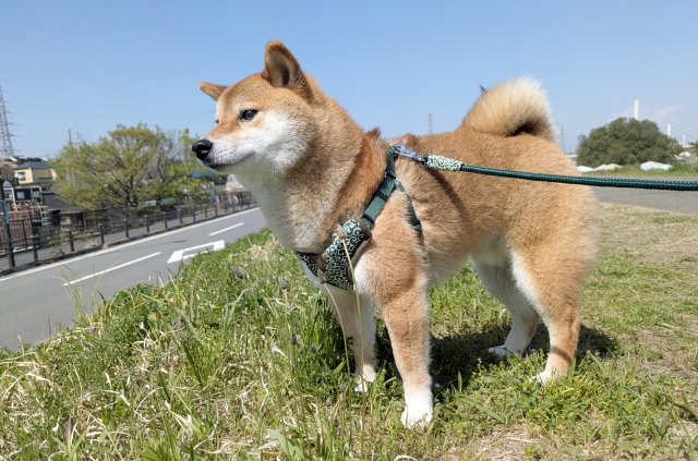 保護団体からペットの譲渡を受ける際の注意点