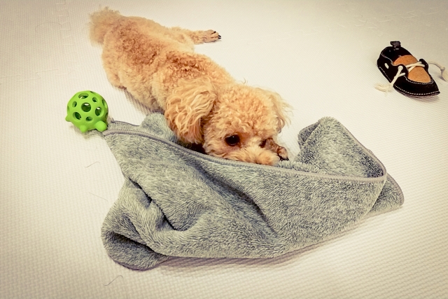 ノーズワークの始め方とコツ｜家でもできる基本ステップ