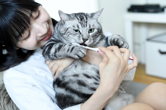 猫の歯磨きの必要性と上手にできるコツ