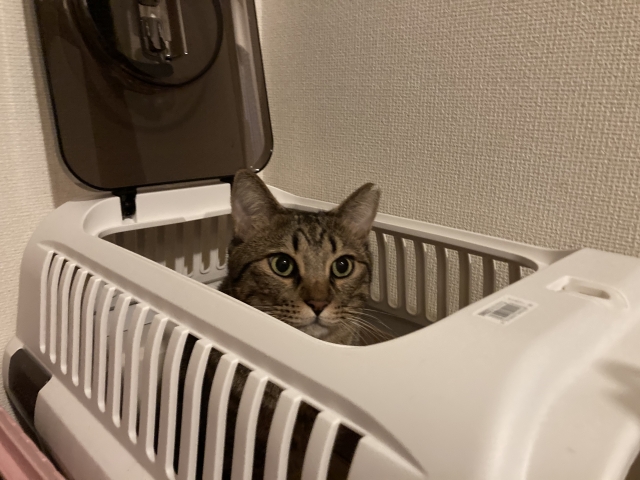 災害時にペットと避難するときの注意点