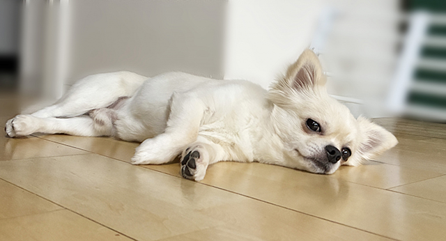 犬の下痢に関するよくある質問｜FAQ