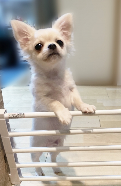 犬用ゲートの選び方｜愛犬に合ったものを選ぶ5つのポイント