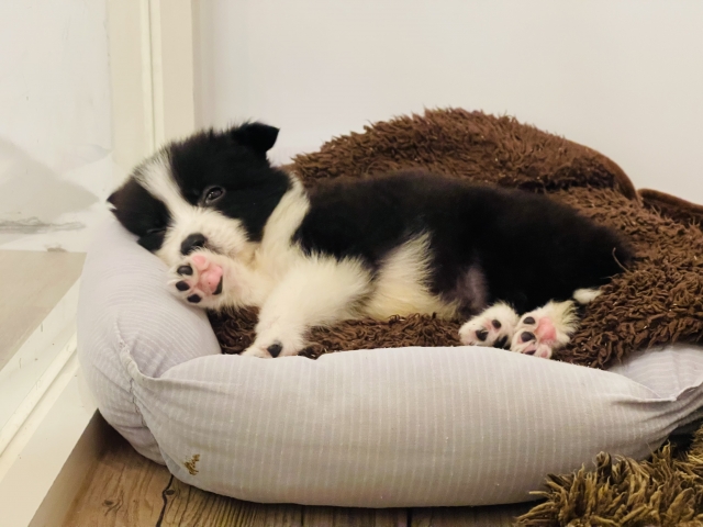 大型犬向けの頑丈なベッドの選び方｜失敗しない5つのポイント