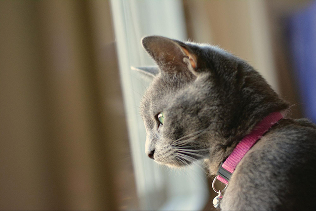 ロシアンブルーの性格から見た飼い方の注意点