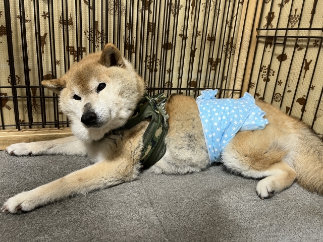 夜鳴きによる近所迷惑を防ぐには？防音対策のポイント