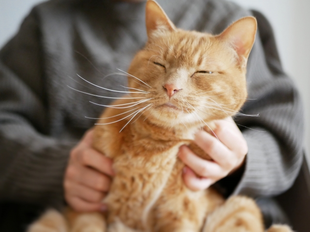 【まとめ】ペット信託は大切な家族を守るための選択肢のひとつ