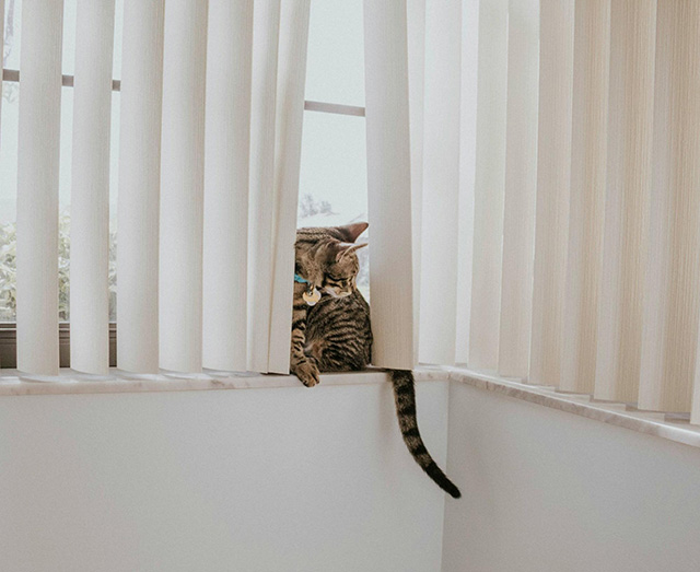 猫のいる家庭におすすめのブラインド3選