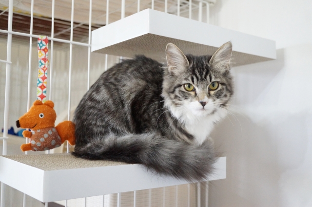 猫にケージが必要な理由