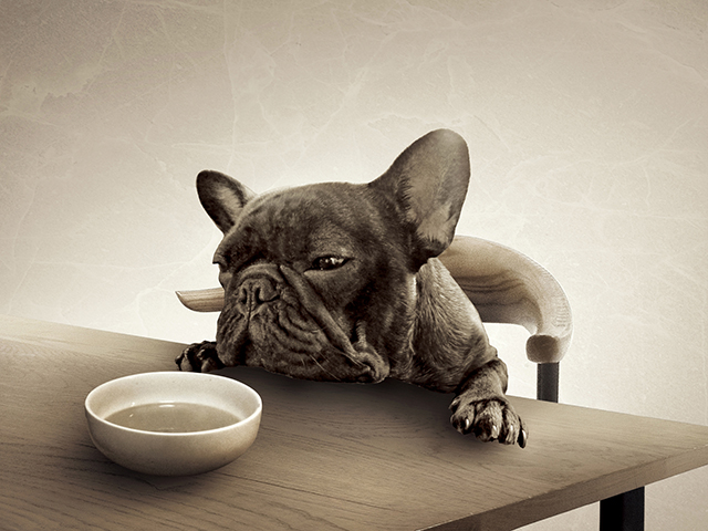 犬の風邪の主な症状とは