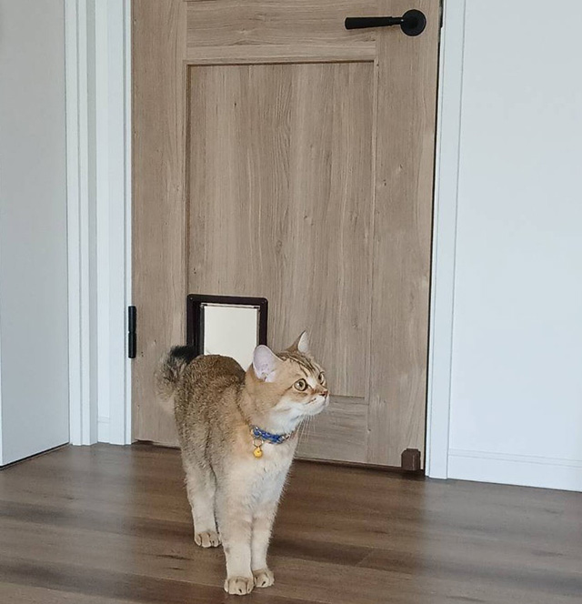 猫と安心して暮らせる賃貸物件を選ぶポイント