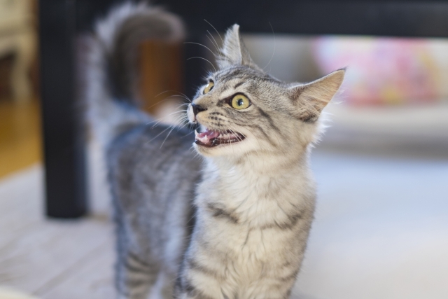 子猫の長引く「夜鳴き」の対策