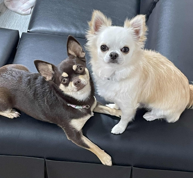 チワワの多頭飼いは難しい？成功の条件を押さえれば問題なし！