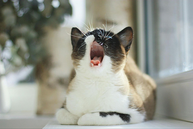 【季節別】猫と暮らす光熱費の目安をシミュレーション
