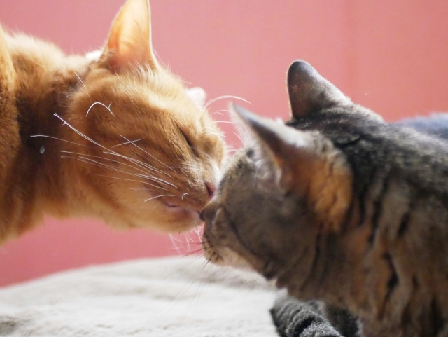 【まとめ】高齢者のペットロスに向き合い、将来にも備えよう