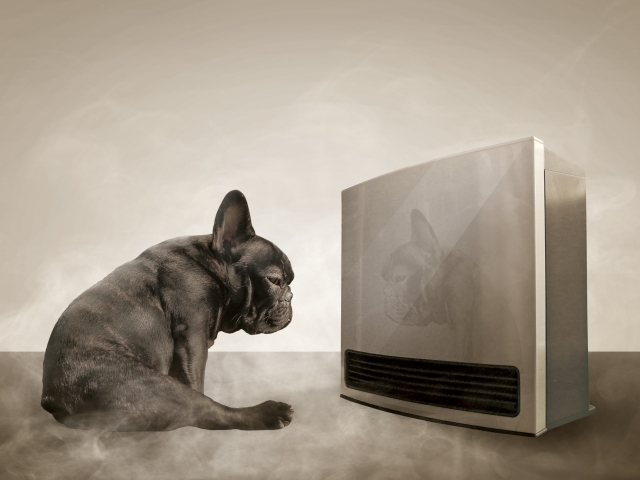 保湿ケアと環境改善で、愛犬の肌トラブルを未然に防ごう